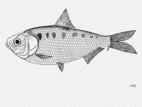 CÁ CHÁY SÔNG MÊ KÔNG