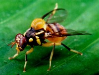 CÁCH DIỆT RUỒI VÀNG ĐỤC TRÁI