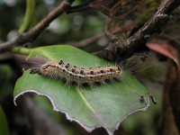 cách diệt sâu róm