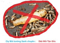 DIỆT MỐI TẬN GỐC AN TOÀN GIÁ RẺ